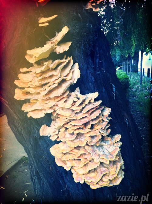 sposoby na bezsenność, nie mogę spać, problemy z zaśnięciem, leki i suplementy nasenne, akupresura na sen