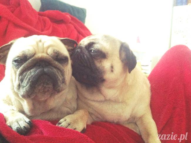 sposoby na bezsenność, nie mogę spać, problemy z zaśnięciem, leki i suplementy nasenne, akupresura na sen