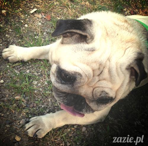 mopsy mopsiki Kumok i Miszur w parku