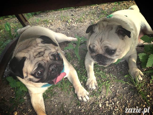 mopsy mopsiki Kumok i Miszur w parku