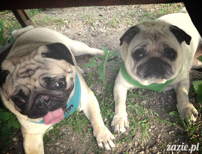 mopsy mopsiki Kumok i Miszur w parku