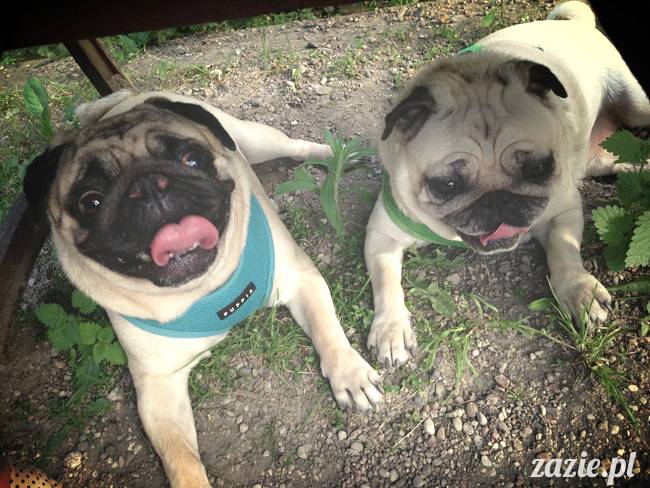 mopsy mopsiki Kumok i Miszur w parku