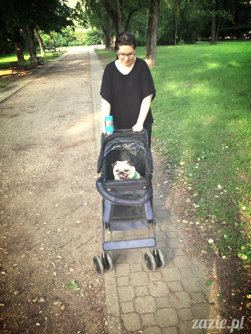 mopsy mopsiki Kumok i Miszur w parku