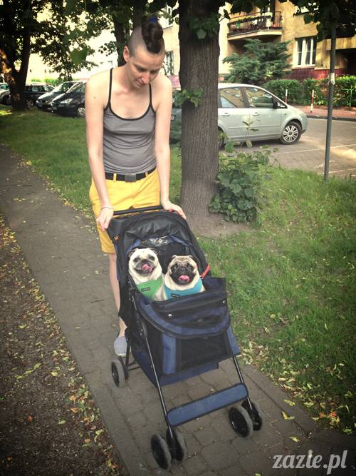 mopsy mopsiki Kumok i Miszur w parku