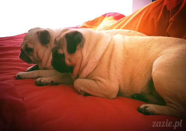 spanie_z_psem_mopsy_w_lozku_24