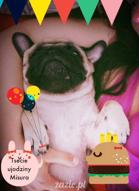 urodzinki_miszurka