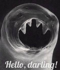 parasite-hookworm