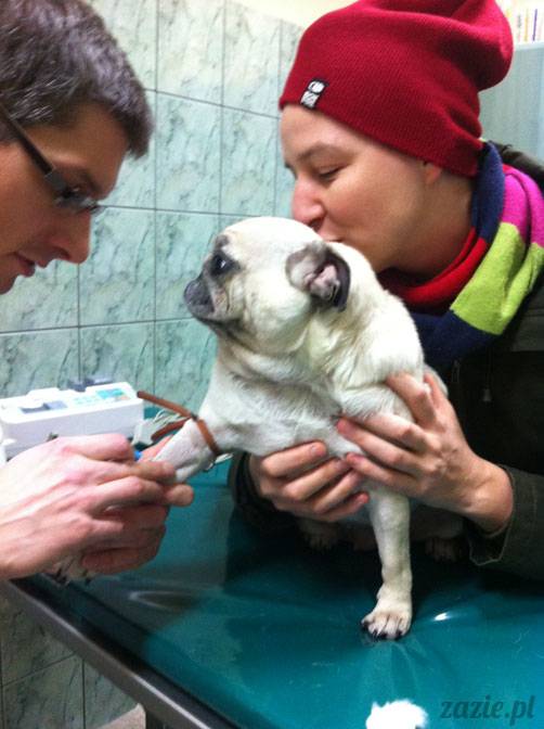 korekta nozdrzy nosa i przerostu podniebienia miękkiego u mopsa, gdy pies się zapowietrza, duszności i problemy z oddychaniem u psów ras brachycefalicznych, za małe dziurki w nosie, zbyt długie podniebienie miękkie, wywinięte kieszonki krtaniowe oraz zapadanie tchawicy