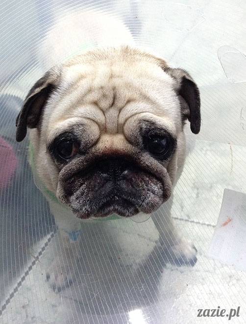 korekta nozdrzy nosa i przerostu podniebienia miękkiego u mopsa, gdy pies się zapowietrza, duszności i problemy z oddychaniem u psów ras brachycefalicznych, za małe dziurki w nosie, zbyt długie podniebienie miękkie, wywinięte kieszonki krtaniowe oraz zapadanie tchawicy