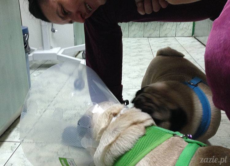 korekta nozdrzy nosa i przerostu podniebienia miękkiego u mopsa, gdy pies się zapowietrza, duszności i problemy z oddychaniem u psów ras brachycefalicznych, za małe dziurki w nosie, zbyt długie podniebienie miękkie, wywinięte kieszonki krtaniowe oraz zapadanie tchawicy