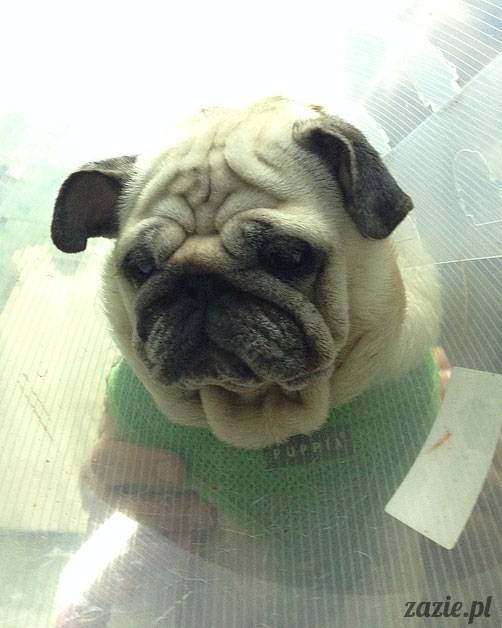 korekta nozdrzy nosa i przerostu podniebienia miękkiego u mopsa, gdy pies się zapowietrza, duszności i problemy z oddychaniem u psów ras brachycefalicznych, za małe dziurki w nosie, zbyt długie podniebienie miękkie, wywinięte kieszonki krtaniowe oraz zapadanie tchawicy