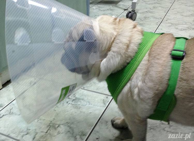 korekta nozdrzy nosa i przerostu podniebienia miękkiego u mopsa, gdy pies się zapowietrza, duszności i problemy z oddychaniem u psów ras brachycefalicznych, za małe dziurki w nosie, zbyt długie podniebienie miękkie, wywinięte kieszonki krtaniowe oraz zapadanie tchawicy