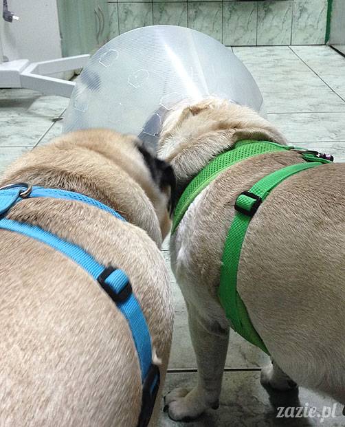 korekta nozdrzy nosa i przerostu podniebienia miękkiego u mopsa, gdy pies się zapowietrza, duszności i problemy z oddychaniem u psów ras brachycefalicznych, za małe dziurki w nosie, zbyt długie podniebienie miękkie, wywinięte kieszonki krtaniowe oraz zapadanie tchawicy