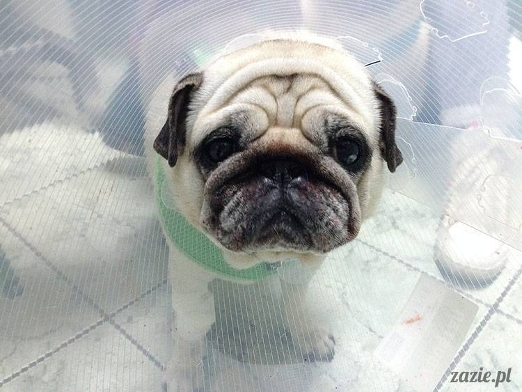 korekta nozdrzy nosa i przerostu podniebienia miękkiego u mopsa, gdy pies się zapowietrza, duszności i problemy z oddychaniem u psów ras brachycefalicznych, za małe dziurki w nosie, zbyt długie podniebienie miękkie, wywinięte kieszonki krtaniowe oraz zapadanie tchawicy