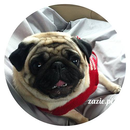 korekta nozdrzy nosa i przerostu podniebienia miękkiego u mopsa, gdy pies się zapowietrza, duszności i problemy z oddychaniem u psów ras brachycefalicznych, za małe dziurki w nosie, zbyt długie podniebienie miękkie, wywinięte kieszonki krtaniowe oraz zapadanie tchawicy