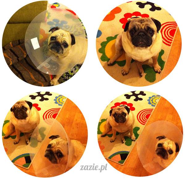 korekta nozdrzy nosa i przerostu podniebienia miękkiego u mopsa, gdy pies się zapowietrza, duszności i problemy z oddychaniem u psów ras brachycefalicznych, za małe dziurki w nosie, zbyt długie podniebienie miękkie, wywinięte kieszonki krtaniowe oraz zapadanie tchawicy