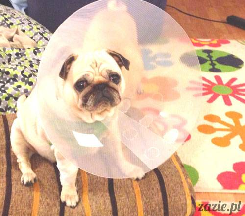 korekta nozdrzy nosa i przerostu podniebienia miękkiego u mopsa, gdy pies się zapowietrza, duszności i problemy z oddychaniem u psów ras brachycefalicznych, za małe dziurki w nosie, zbyt długie podniebienie miękkie, wywinięte kieszonki krtaniowe oraz zapadanie tchawicy