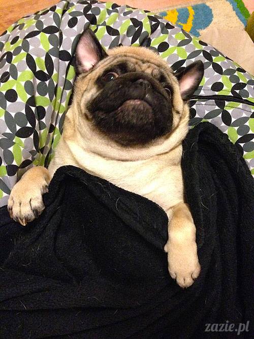 korekta nozdrzy nosa i przerostu podniebienia miękkiego u mopsa, gdy pies się zapowietrza, duszności i problemy z oddychaniem u psów ras brachycefalicznych, za małe dziurki w nosie, zbyt długie podniebienie miękkie, wywinięte kieszonki krtaniowe oraz zapadanie tchawicy