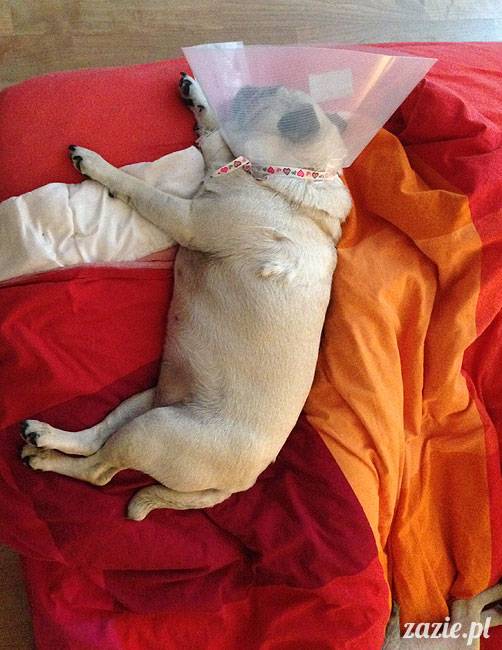 korekta nozdrzy nosa i przerostu podniebienia miękkiego u mopsa, gdy pies się zapowietrza, duszności i problemy z oddychaniem u psów ras brachycefalicznych, za małe dziurki w nosie, zbyt długie podniebienie miękkie, wywinięte kieszonki krtaniowe oraz zapadanie tchawicy