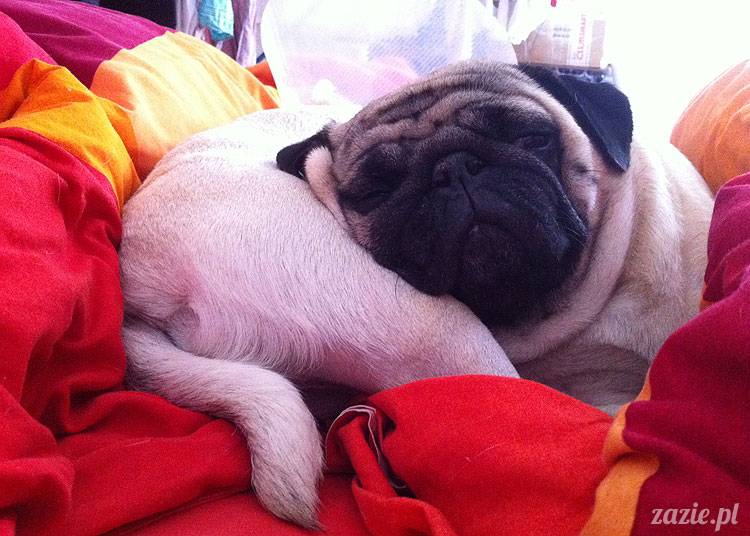 korekta nozdrzy nosa i przerostu podniebienia miękkiego u mopsa, gdy pies się zapowietrza, duszności i problemy z oddychaniem u psów ras brachycefalicznych, za małe dziurki w nosie, zbyt długie podniebienie miękkie, wywinięte kieszonki krtaniowe oraz zapadanie tchawicy