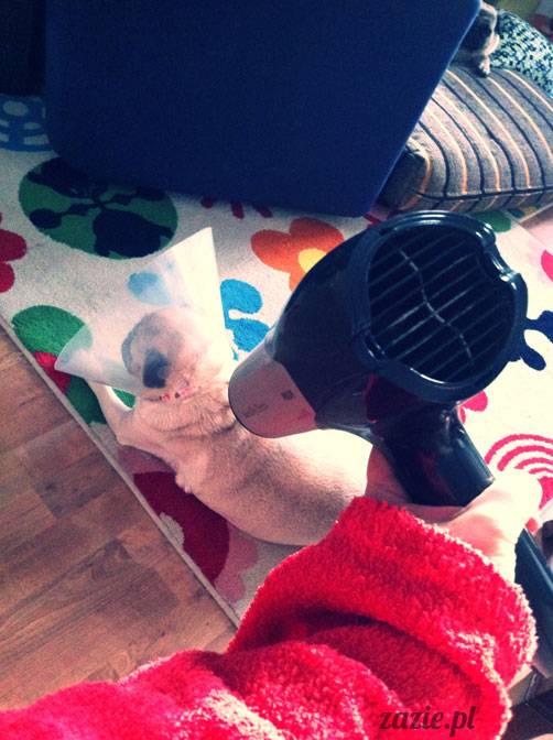 korekta nozdrzy nosa i przerostu podniebienia miękkiego u mopsa, gdy pies się zapowietrza, duszności i problemy z oddychaniem u psów ras brachycefalicznych, za małe dziurki w nosie, zbyt długie podniebienie miękkie, wywinięte kieszonki krtaniowe oraz zapadanie tchawicy