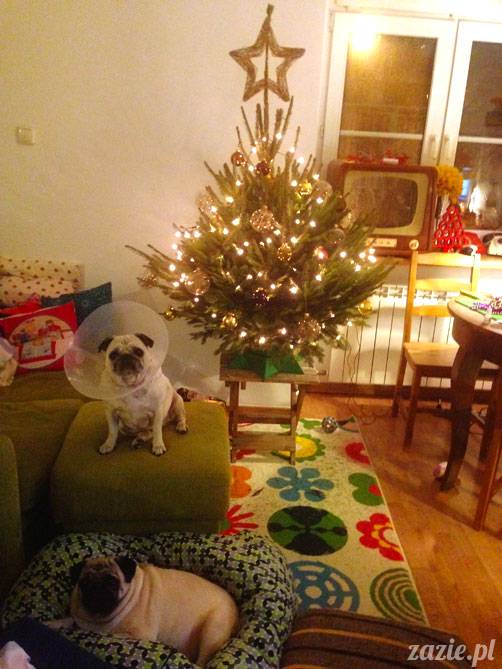 zazie_syd_xmass_2013_07