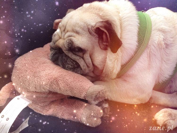 gwiezdne_mopsy