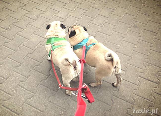 kumok_miszur_mopsy_mopsiki_mopsikowy_spacerek_ochota_00