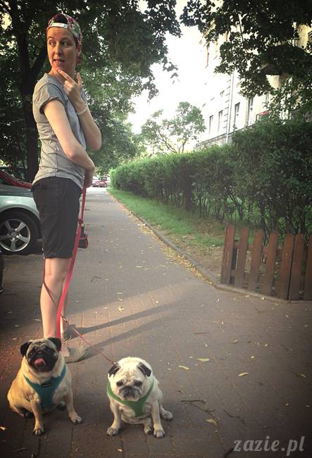 kumok_miszur_mopsy_mopsiki_mopsikowy_spacerek_ochota