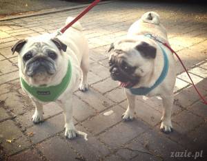 sezon mopsich spacerków – po uliczkach, parkach i skwerku – o tej porze roku dobiegł już końca