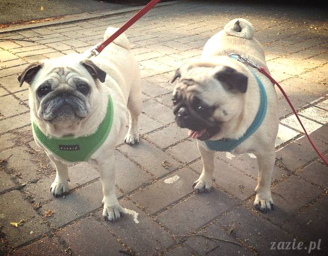 kumok_miszur_mopsy_mopsiki_mopsikowy_spacerek_ochota