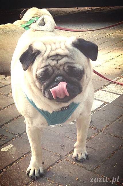 kumok_miszur_mopsy_mopsiki_mopsikowy_spacerek_ochota