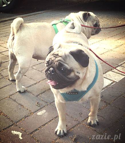 kumok_miszur_mopsy_mopsiki_mopsikowy_spacerek_ochota