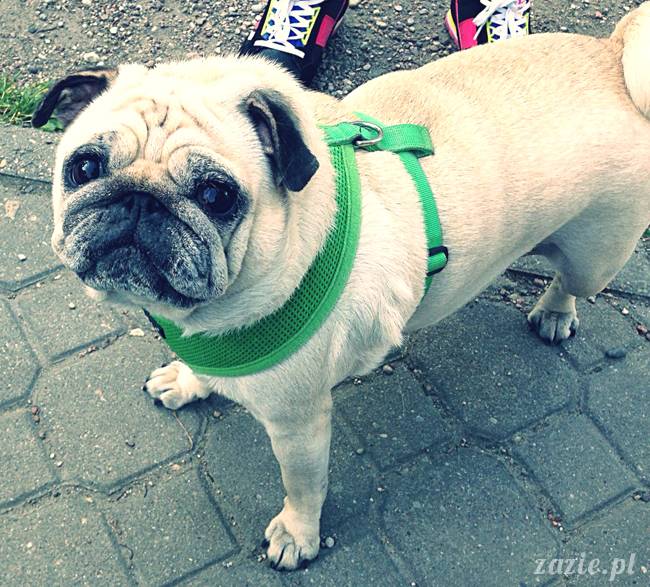 kumok_miszur_mopsy_mopsiki_mopsikowy_spacerek_ochota