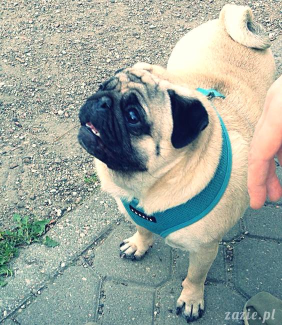 kumok_miszur_mopsy_mopsiki_mopsikowy_spacerek_ochota