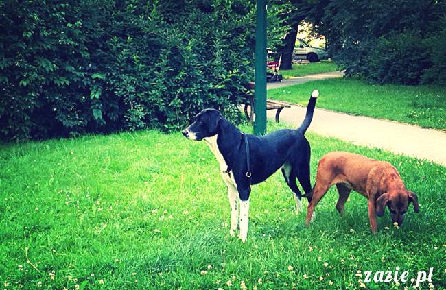 kumok_miszur_mopsy_mopsiki_mopsikowy_spacerek_ochota