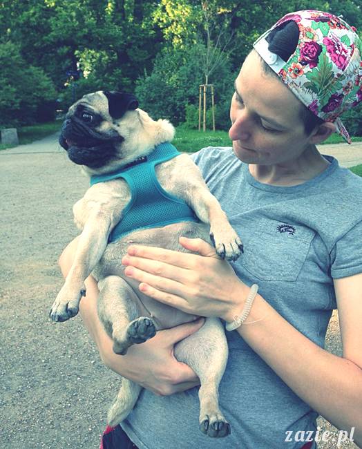 kumok_miszur_mopsy_mopsiki_mopsikowy_spacerek_ochota