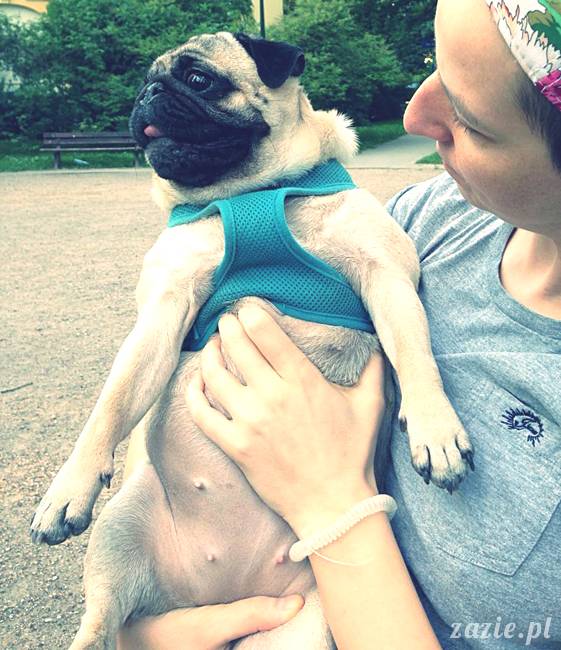 kumok_miszur_mopsy_mopsiki_mopsikowy_spacerek_ochota