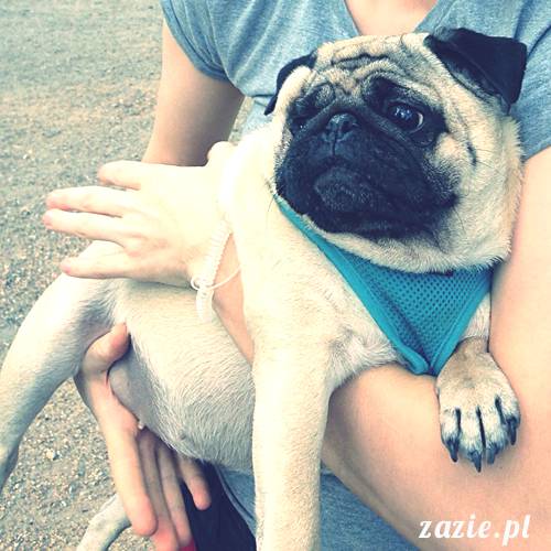 kumok_miszur_mopsy_mopsiki_mopsikowy_spacerek_ochota