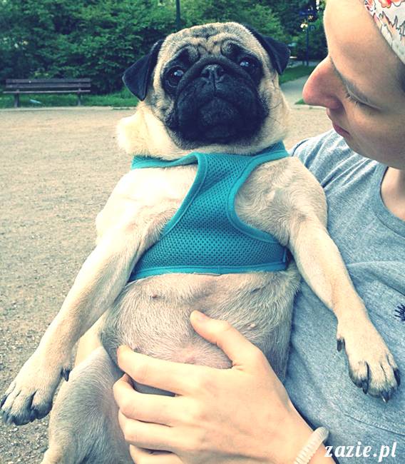 kumok_miszur_mopsy_mopsiki_mopsikowy_spacerek_ochota