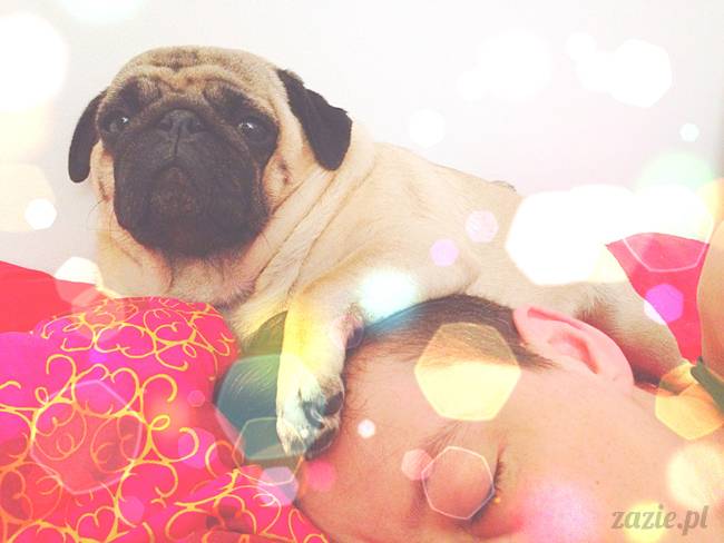 poranek z mopsami, mopsy, mopsiki Zazie, Kumok i Miszur, warszawskie mopsy, mops