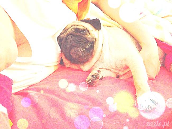 poranek z mopsami, mopsy, mopsiki Zazie, Kumok i Miszur, warszawskie mopsy, mops