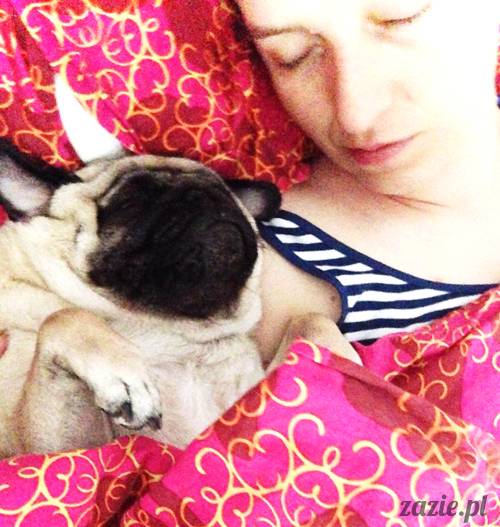 poranek z mopsami, mopsy, mopsiki Zazie, Kumok i Miszur, warszawskie mopsy, mops