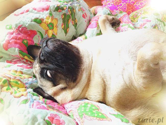 poranek z mopsami, mopsy, mopsiki Zazie, Kumok i Miszur, warszawskie mopsy, mops