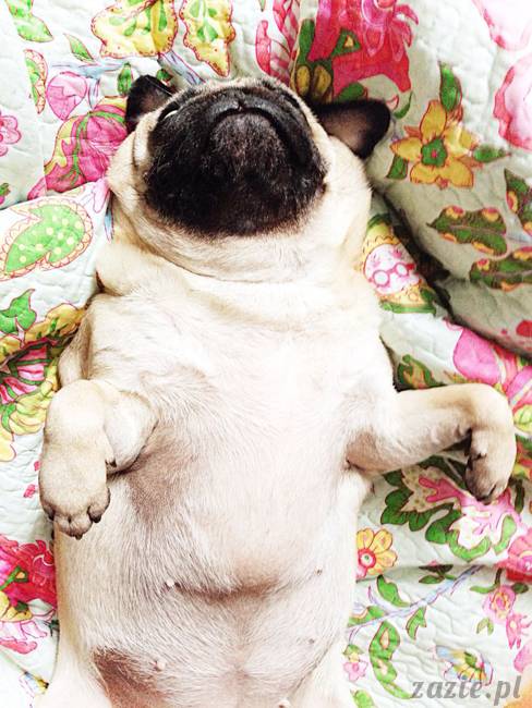 poranek z mopsami, mopsy, mopsiki Zazie, Kumok i Miszur, warszawskie mopsy, mops