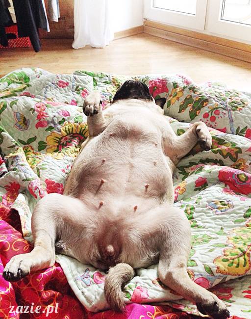 poranek z mopsami, mopsy, mopsiki Zazie, Kumok i Miszur, warszawskie mopsy, mops