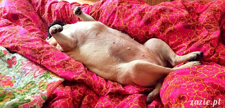 poranek z mopsami, mopsy, mopsiki Zazie, Kumok i Miszur, warszawskie mopsy, mops