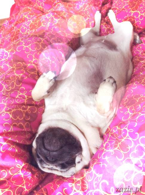 poranek z mopsami, mopsy, mopsiki Zazie, Kumok i Miszur, warszawskie mopsy, mops