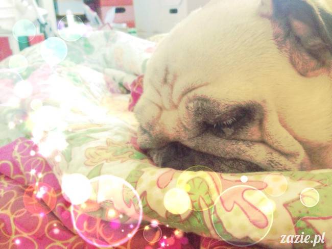 poranek z mopsami, mopsy, mopsiki Zazie, Kumok i Miszur, warszawskie mopsy, mops