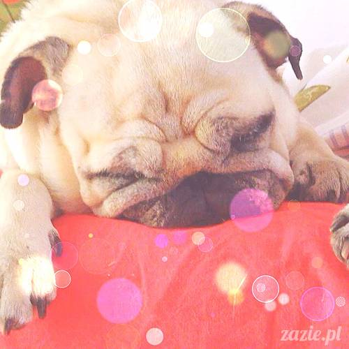 poranek z mopsami, mopsy, mopsiki Zazie, Kumok i Miszur, warszawskie mopsy, mops